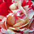 Roz - Trandafir englezesti - Ausdrawn